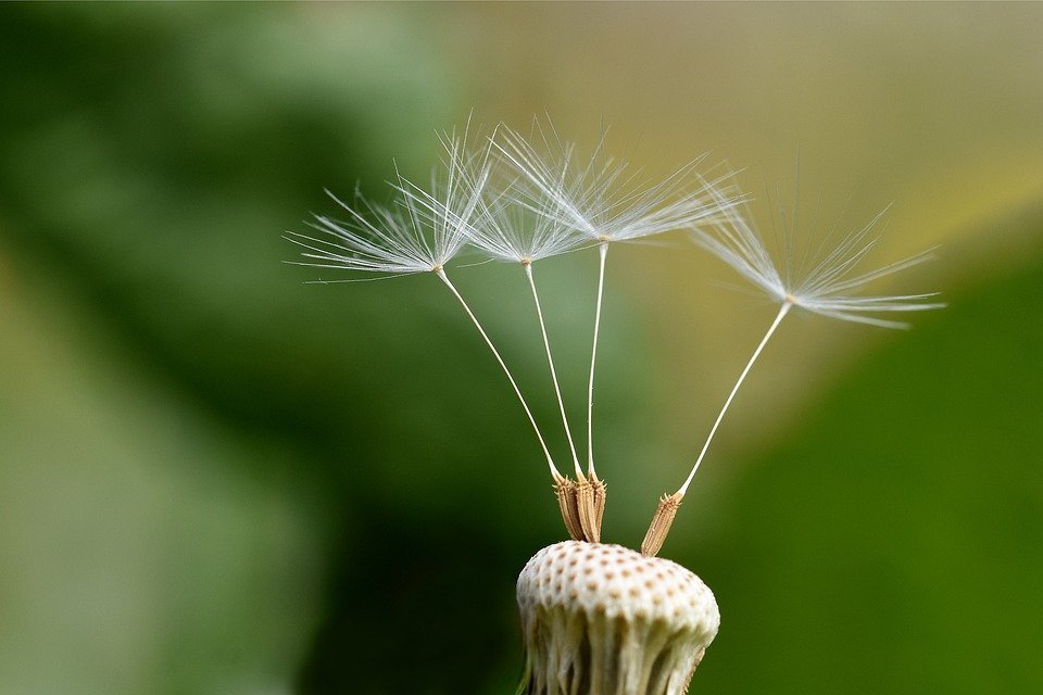 dandelion-5975473_960_720.jpg