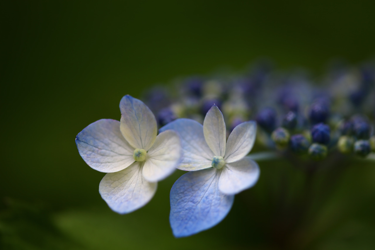 산수국둔내 013.jpg