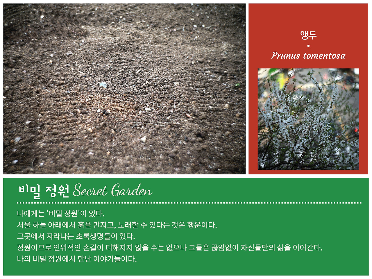 비밀정원.jpg