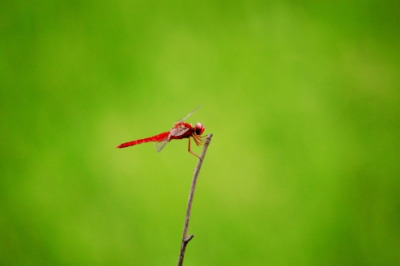 reddragonfly.jpg