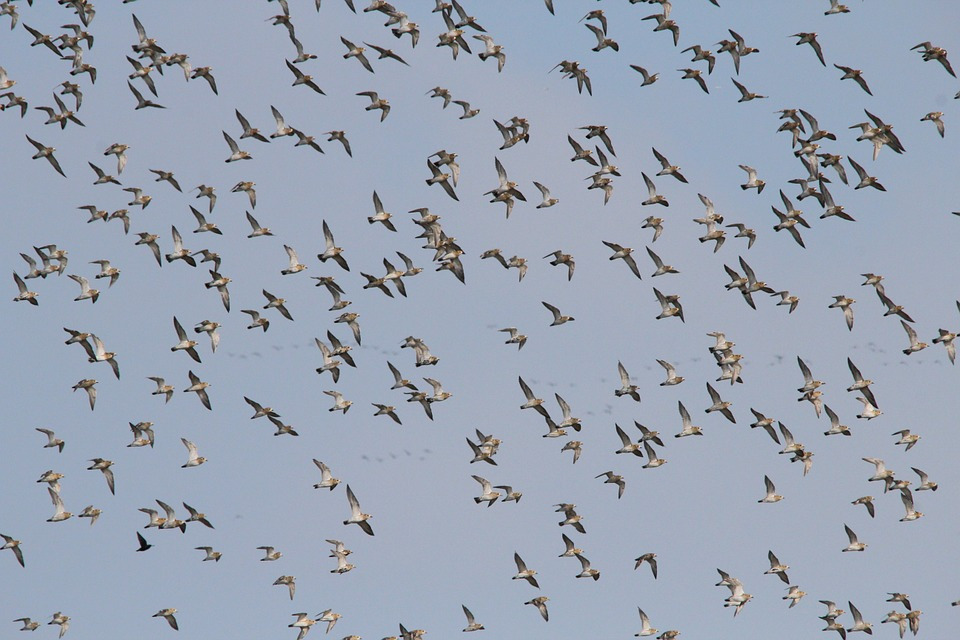 flock-of-birds-519146_960_720[1].jpg