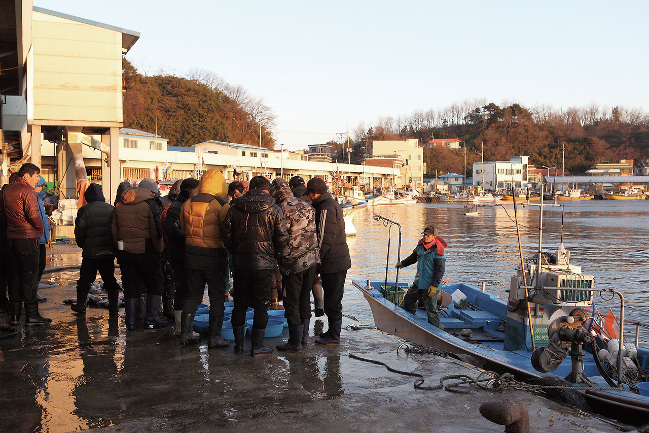이른 아침 대진항의 경매 풍경_사진촬영 이정화.jpg