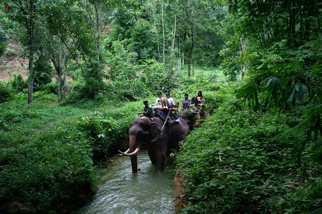 Khaosok Elephant Trekking3.jpg