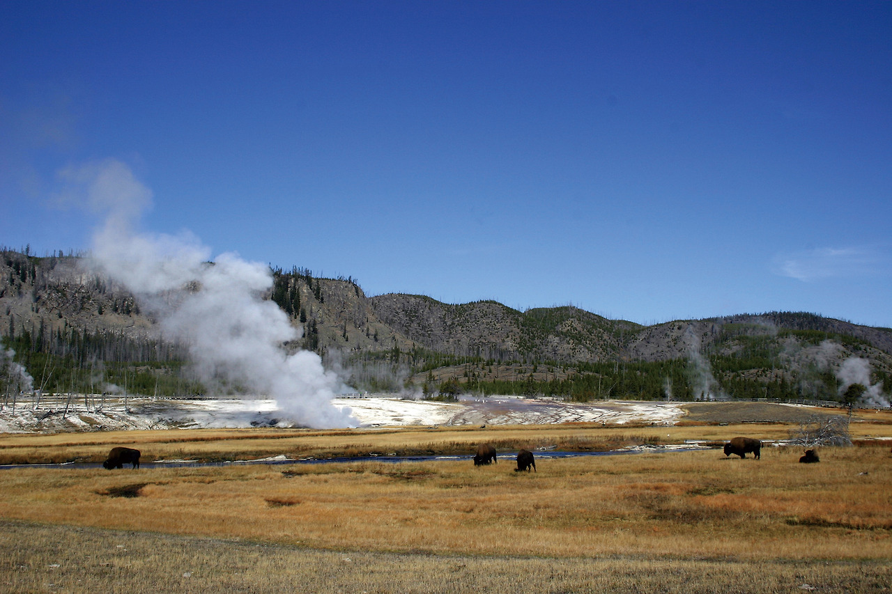 Bison-in-Yellowstone2.jpg