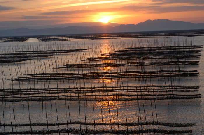 [사진 1] 사가현 이라에케해 김양식장 . 출처 - 일본 사가시 관광가이드 페이스북.jpg