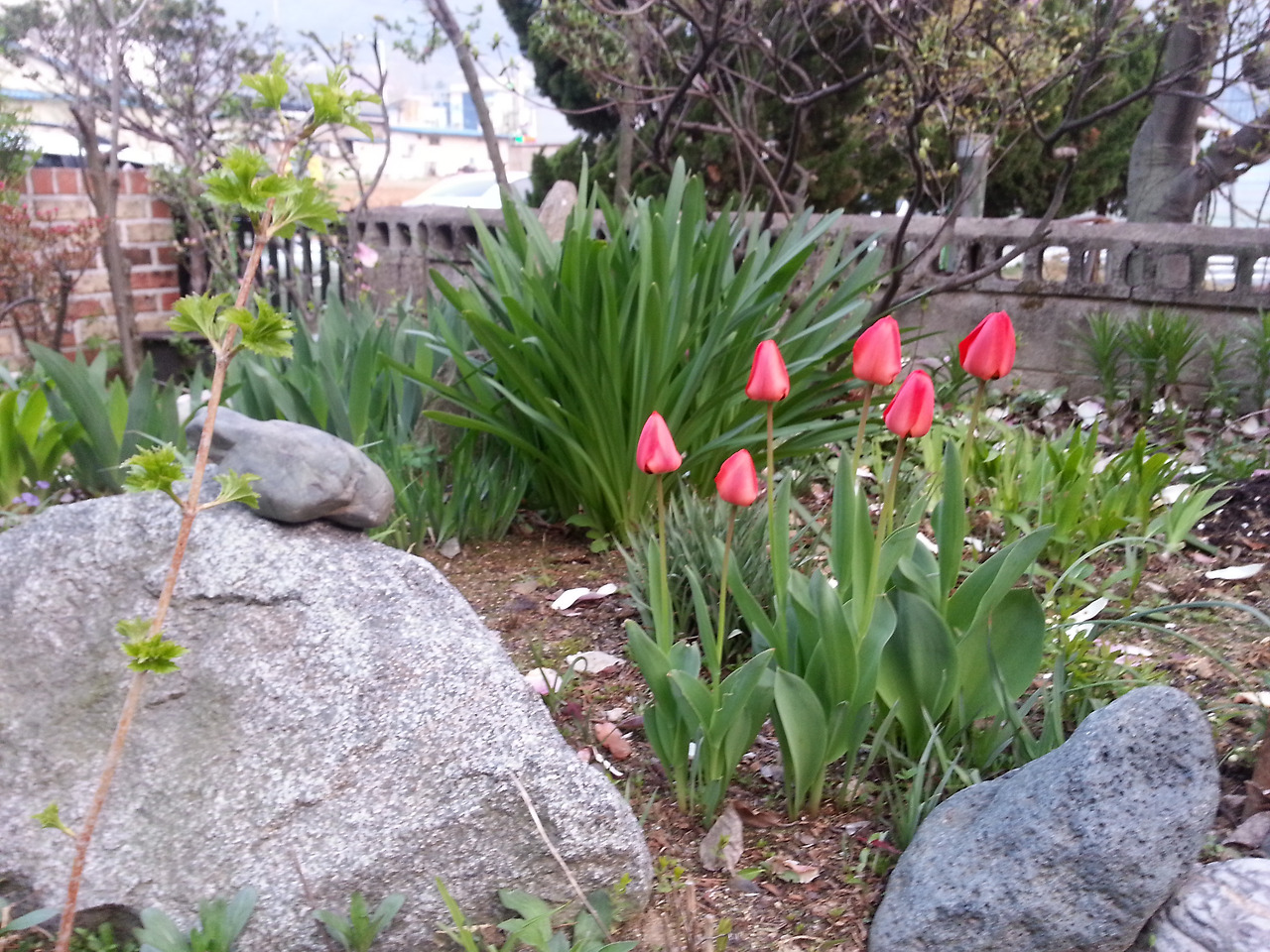 20150415_아빠의 정원 튤립.jpg