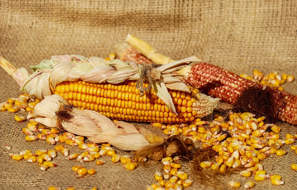 corn-1725636_960_720.jpg
