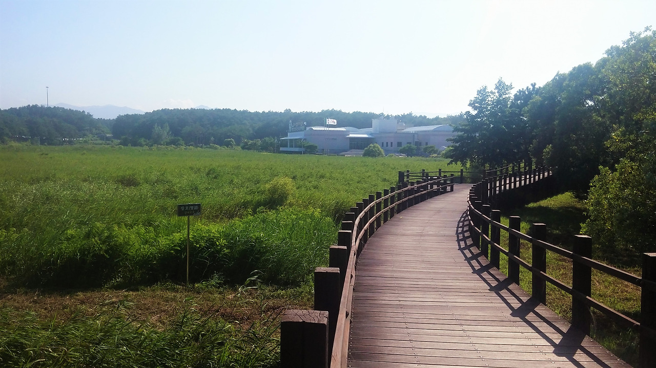 사진1-오산리 선사유적박물관으로 향하는 탐방로. 좌측이 쌍호다. 거대한 갈대숲을 이루고 있다.-고기은 제공.jpg