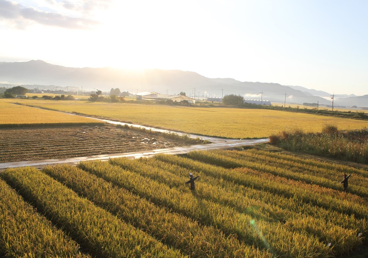 미실란 들녘.jpg