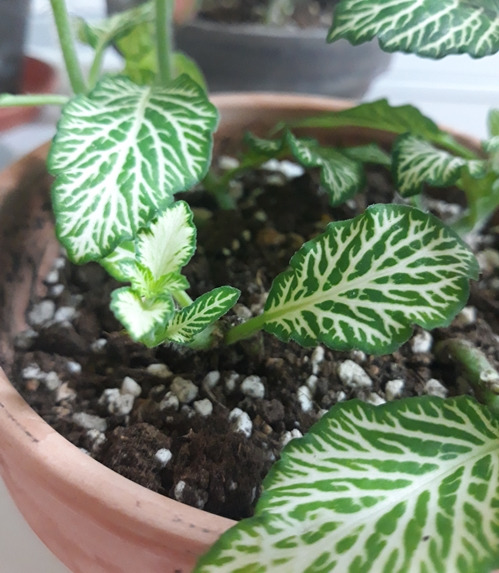 1 편집 크기 500.jpg