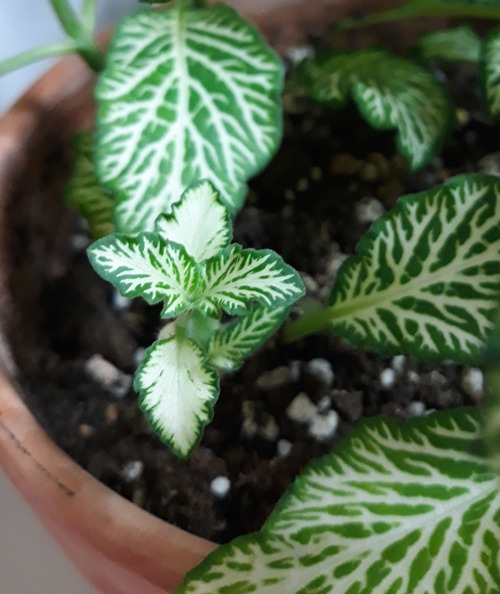 9 편집 크기 500.jpg