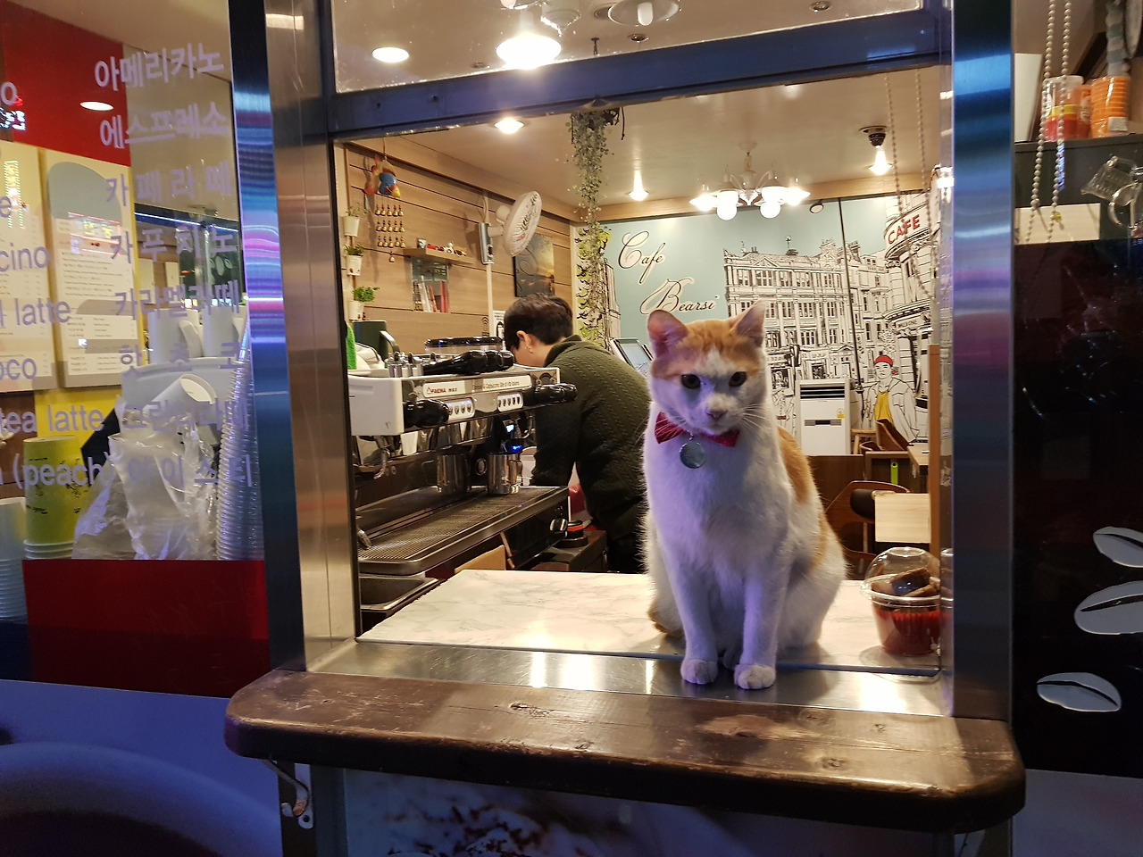 카페와 고양이.jpg