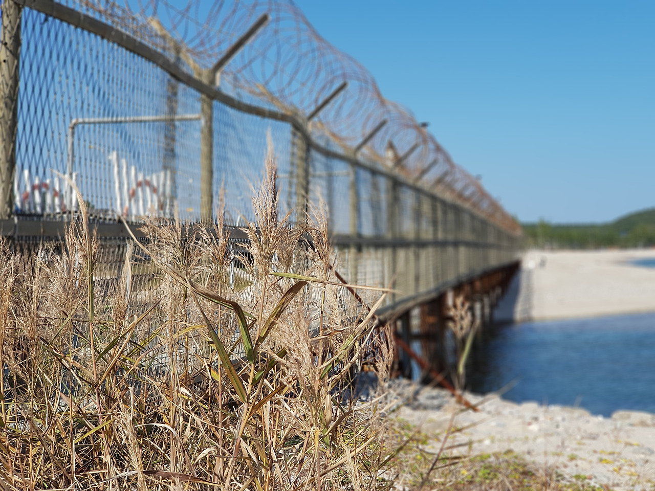 갈대와철책 포커스.jpg