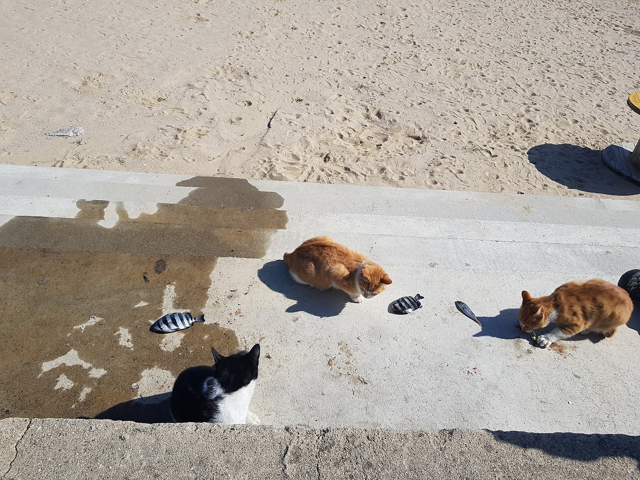 해안가 고양이 간식.jpg