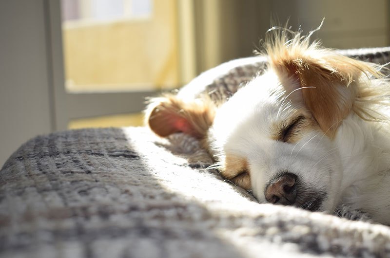 emma_sleep_christian-doming-pexels-sleeping-tan-and-white-dog-731022-800x530-opt.jpg