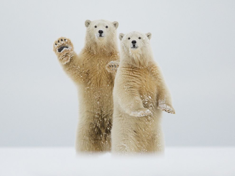 waving bears.jpg