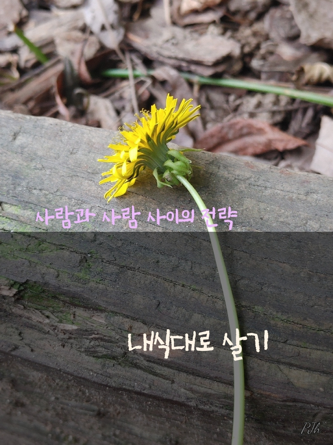 내식대로 살기.jpg