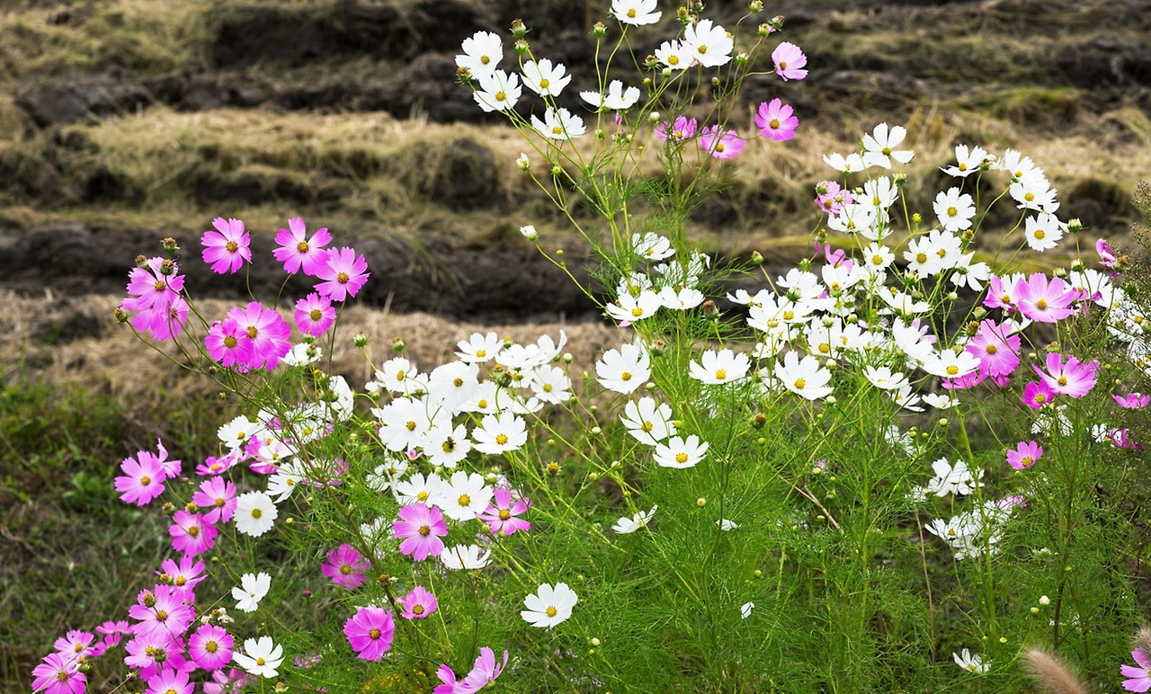 화면 캡처 2025-12-08 142525.jpg