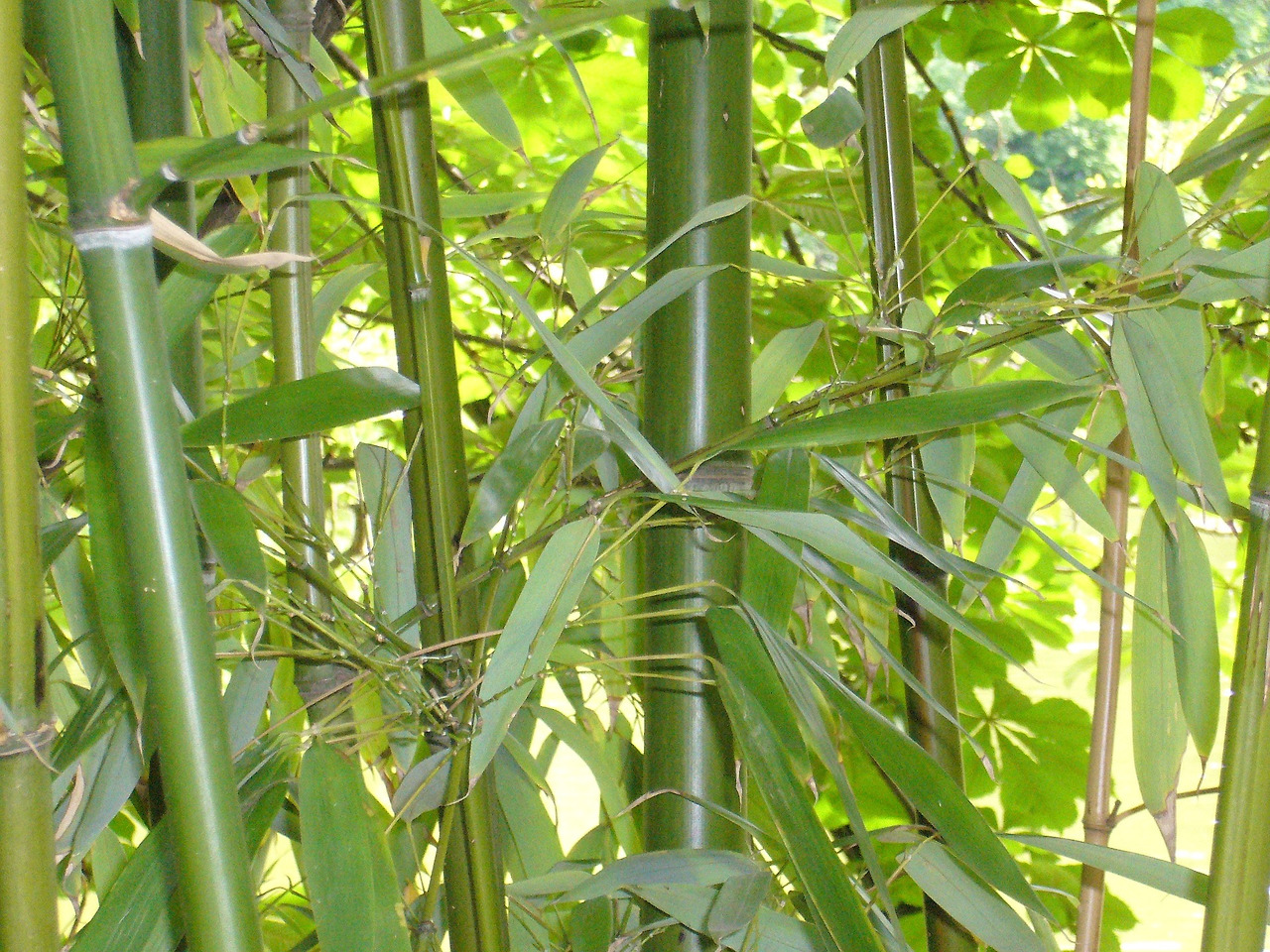 bamboo-653632_1920.jpg