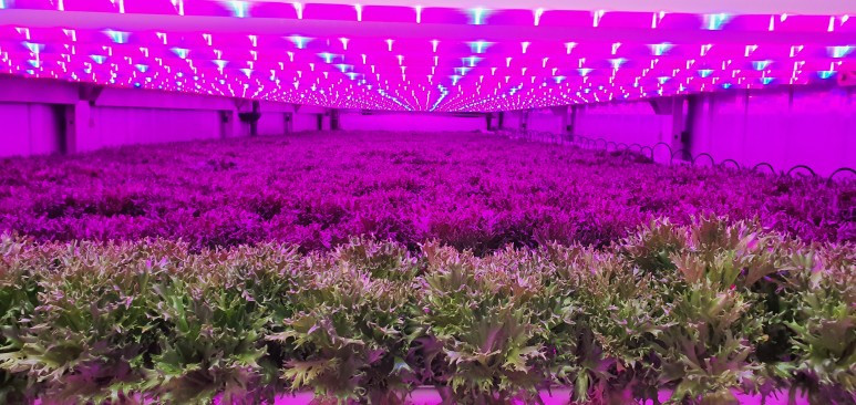 사진3_vertical_farm2.jpg