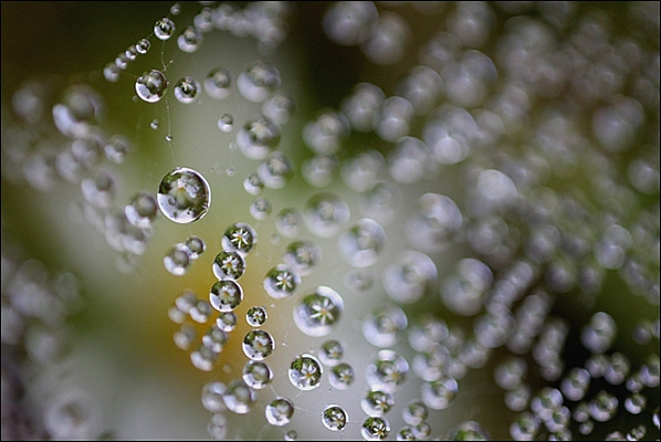 IE001500614_STD (1).jpg