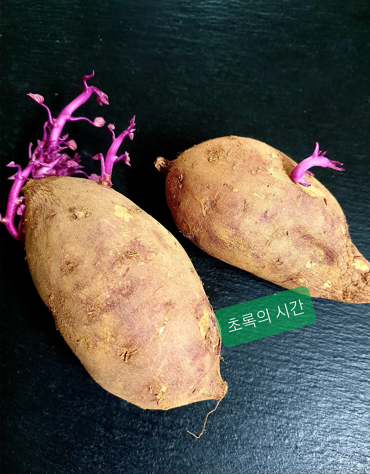 고구마 재배의 고구마순을 내기 위해 고구마를 심다. 7