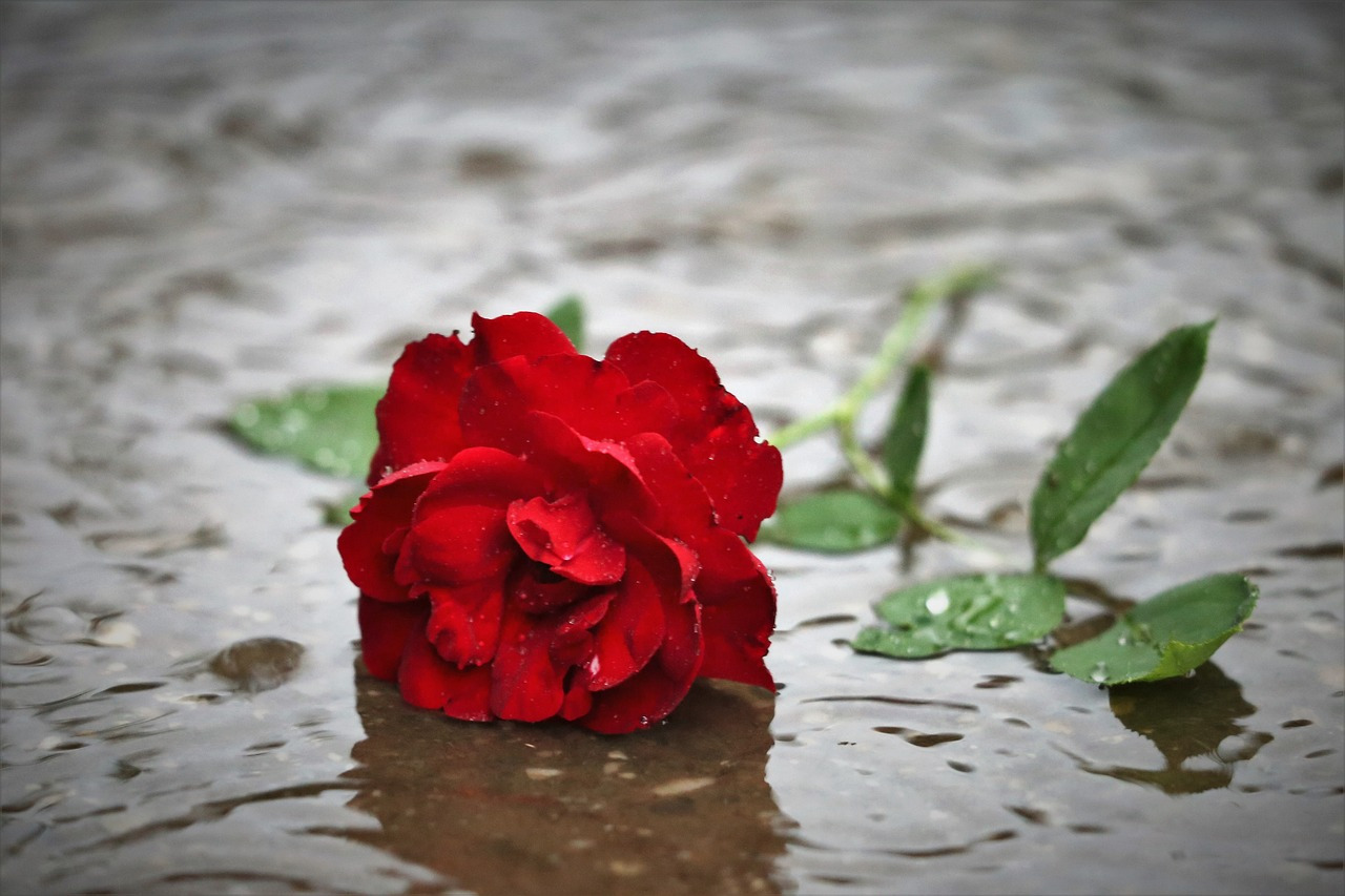 red-rose-in-rain-4293095_1280.jpg