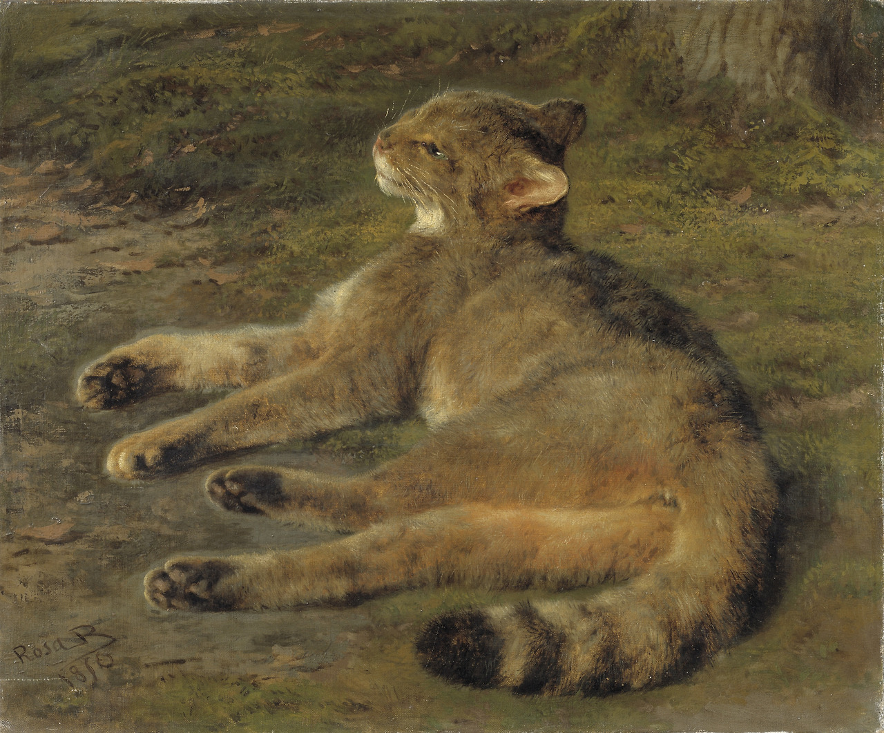 wild cat 1850.jpg