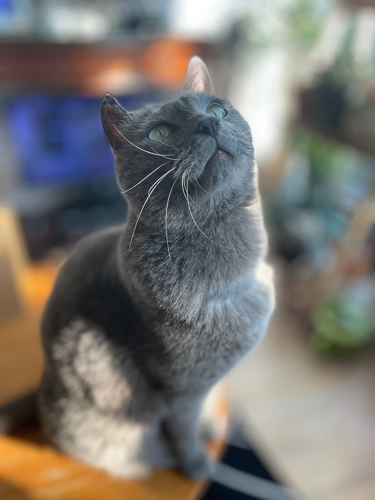 03화 너는 누구냥