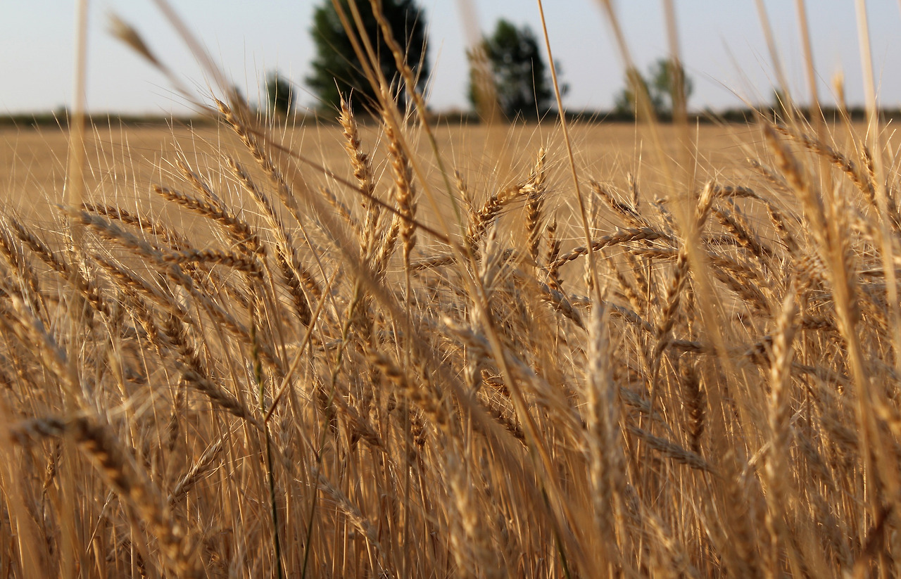 wheat-3075767.jpg
