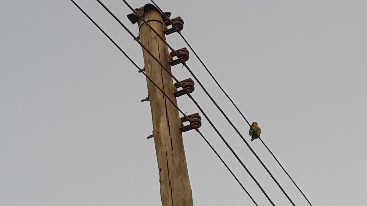 숙소앞 새들 220170120_063900.jpg