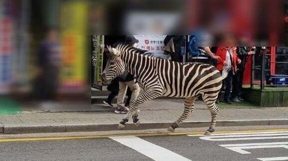 얼룩말 세로.jpg