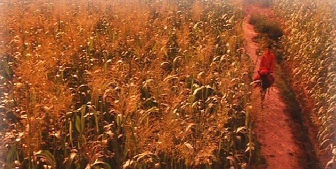 붉은 수수밭3.jpg