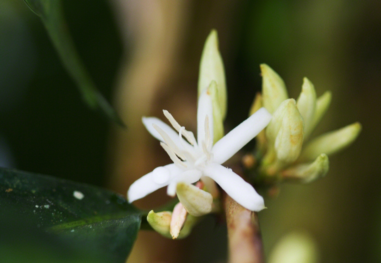 The flower of a Singararutang coffee tree.jpg