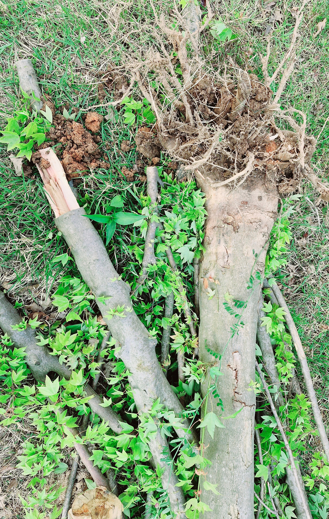 20250512_174123 (1).jpg