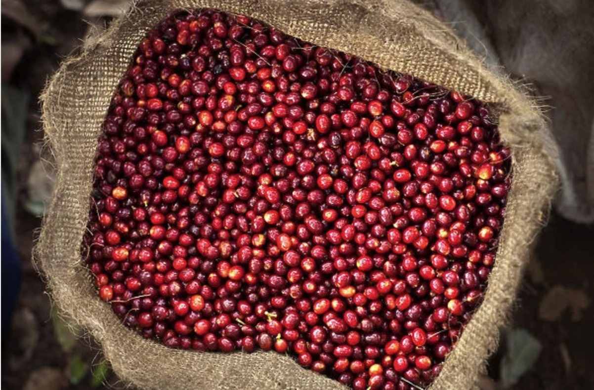 El Salvador, Coffee1 (1).jpg