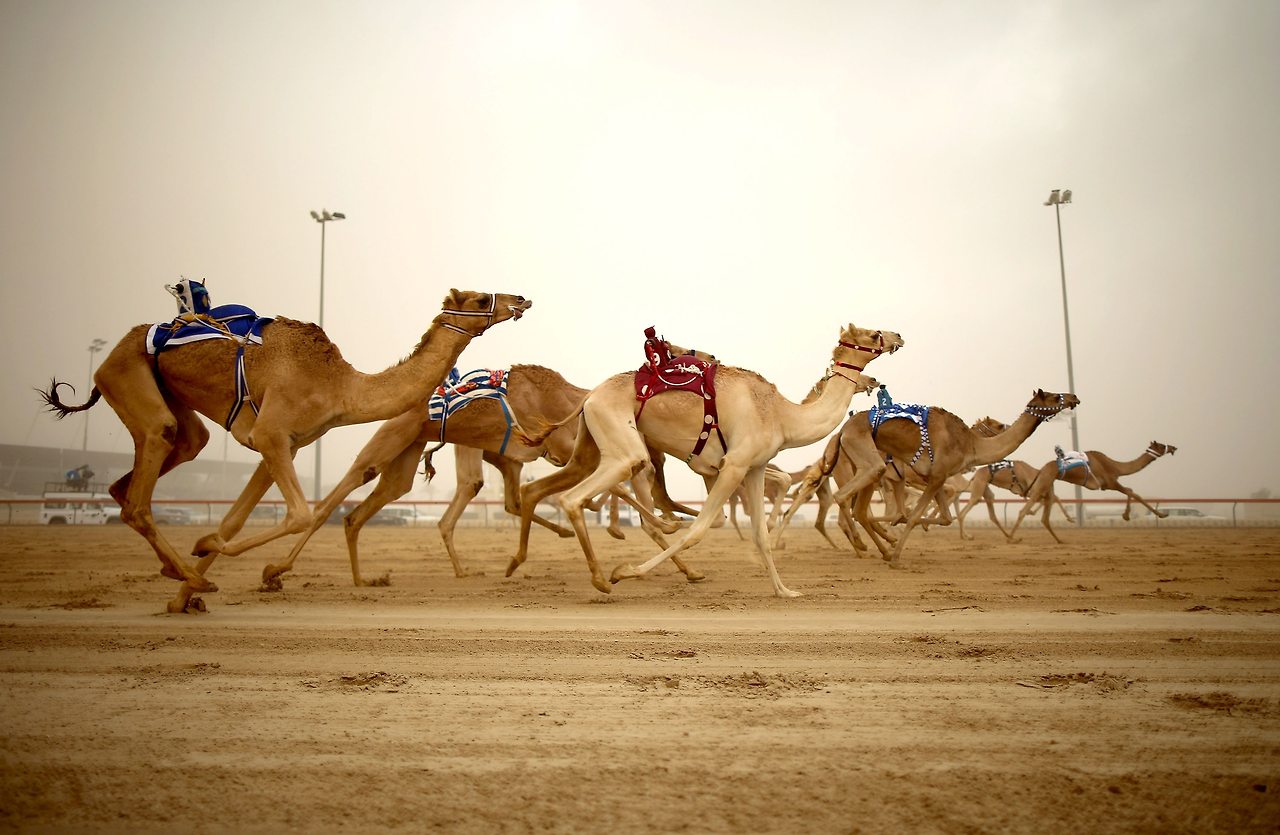 CamelRacing-DubaiTTD-2020-GettyImages-450199299.jpg