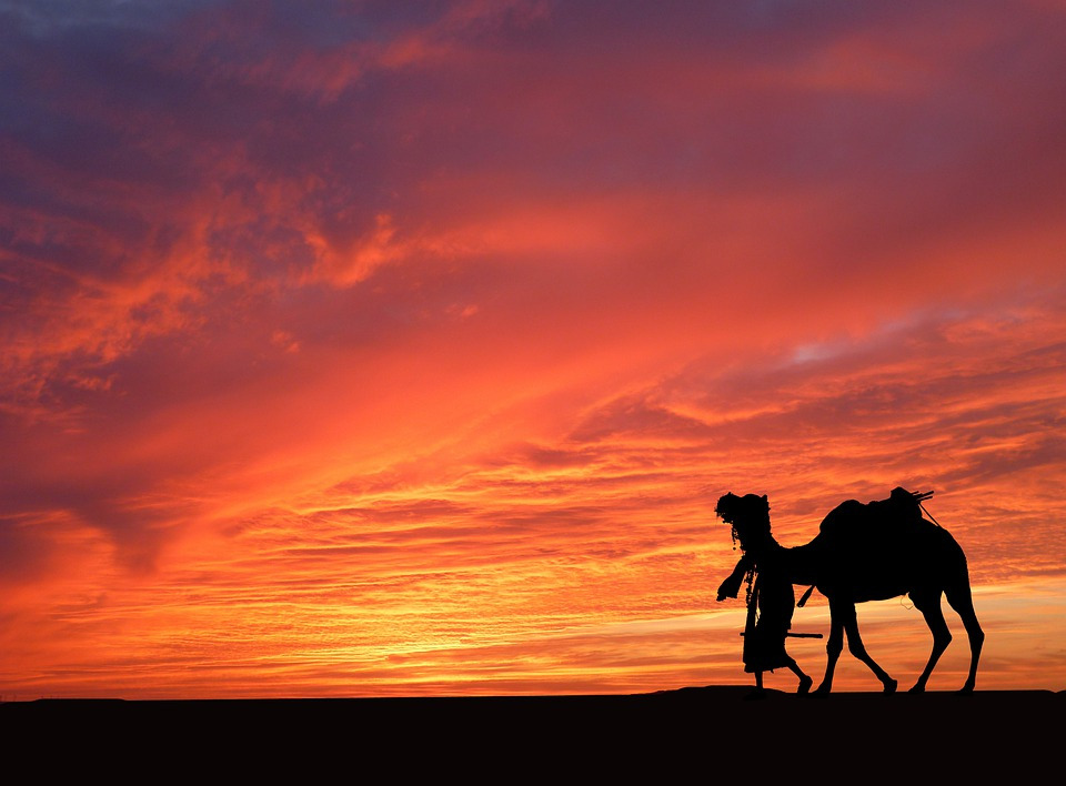 사막낙타 노을.jpg