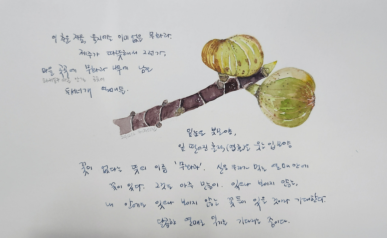 무화과 수채화.jpg