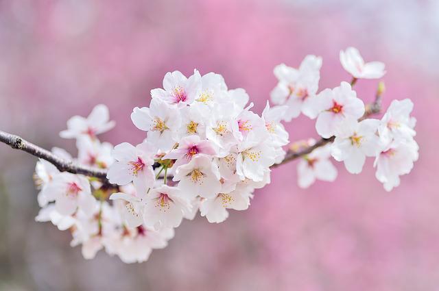 cherry-blossoms-g86ee63b38_640.jpg