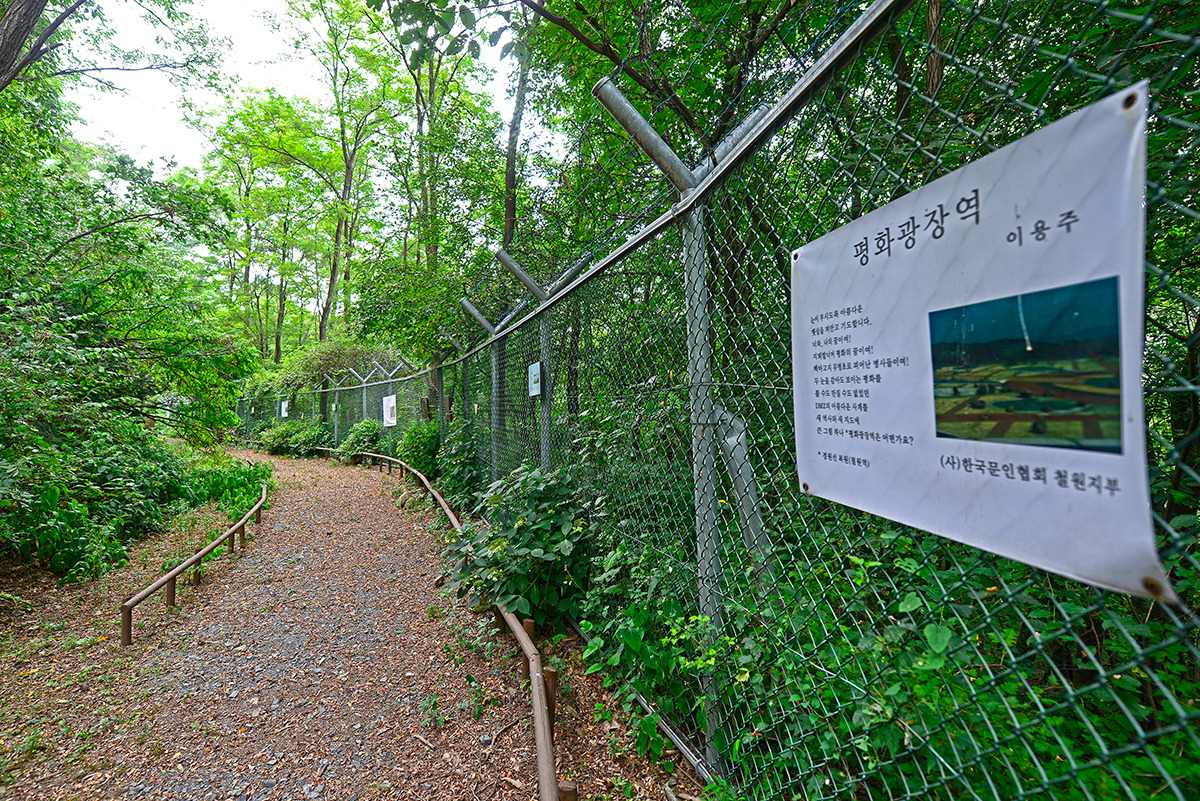 소이산 생태숲 녹색길 지뢰꽃길_정철훈 촬영.jpg