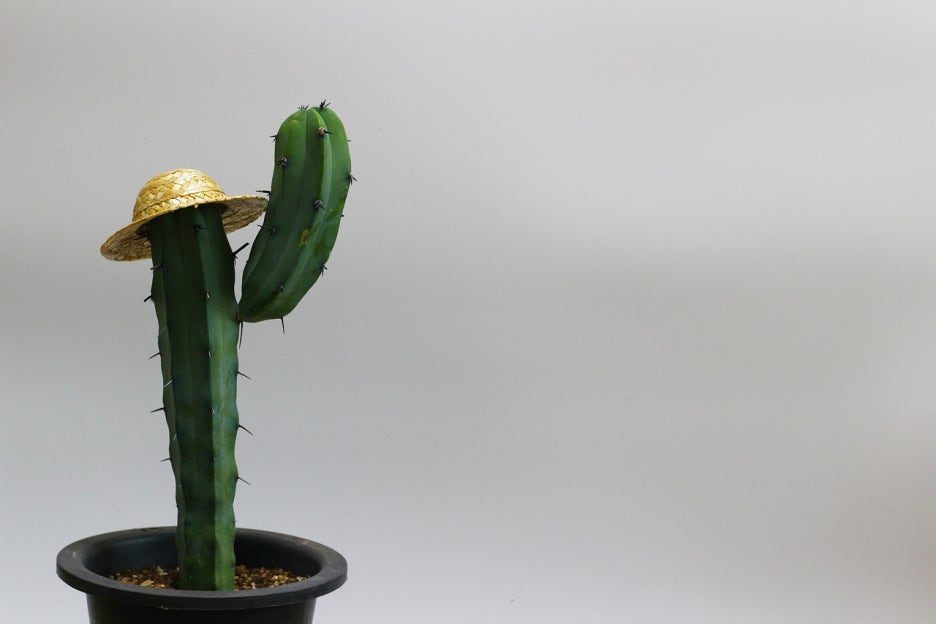 카지노 게임 사이트