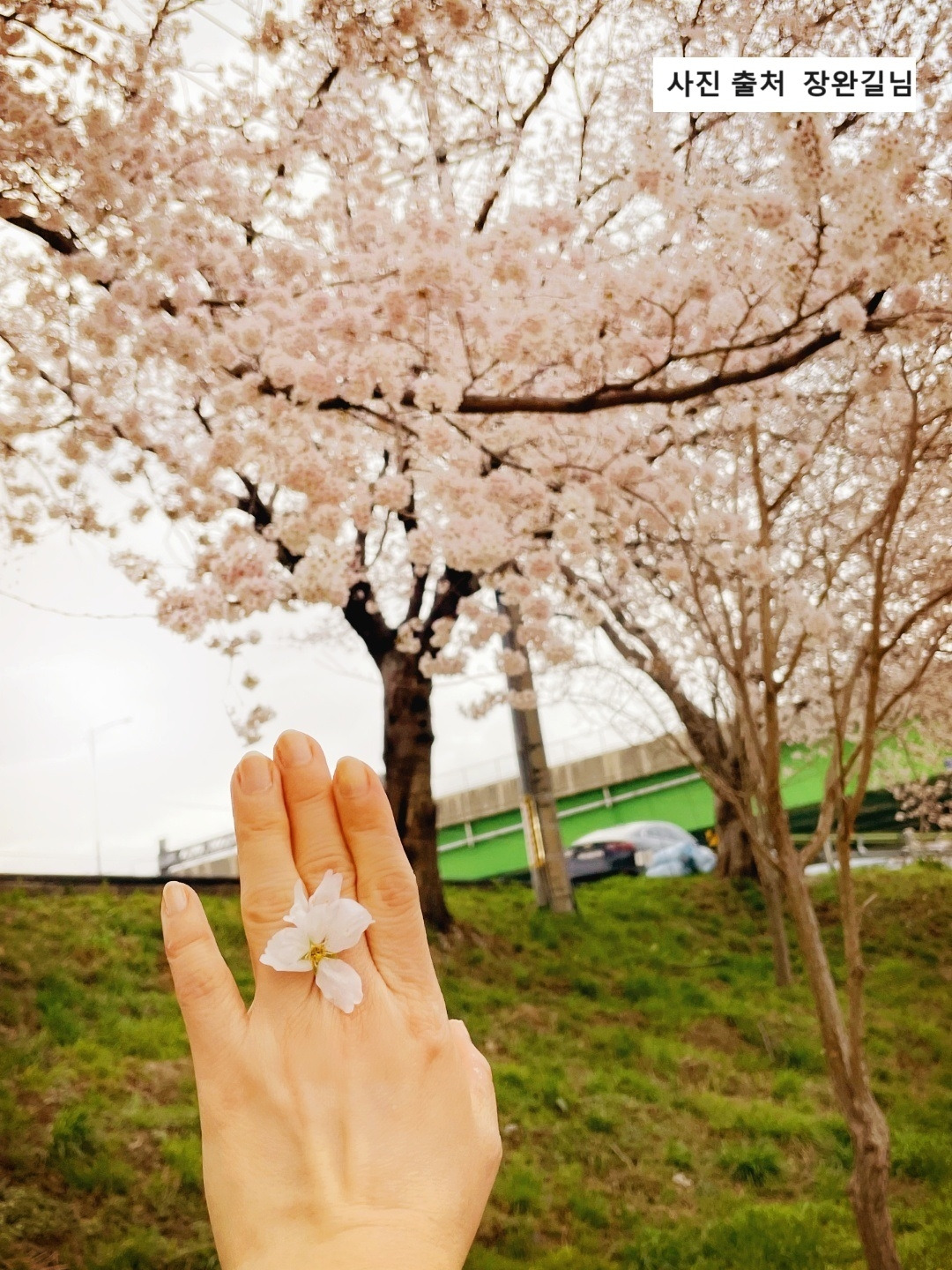 01화 글감_꽃반지.jpg