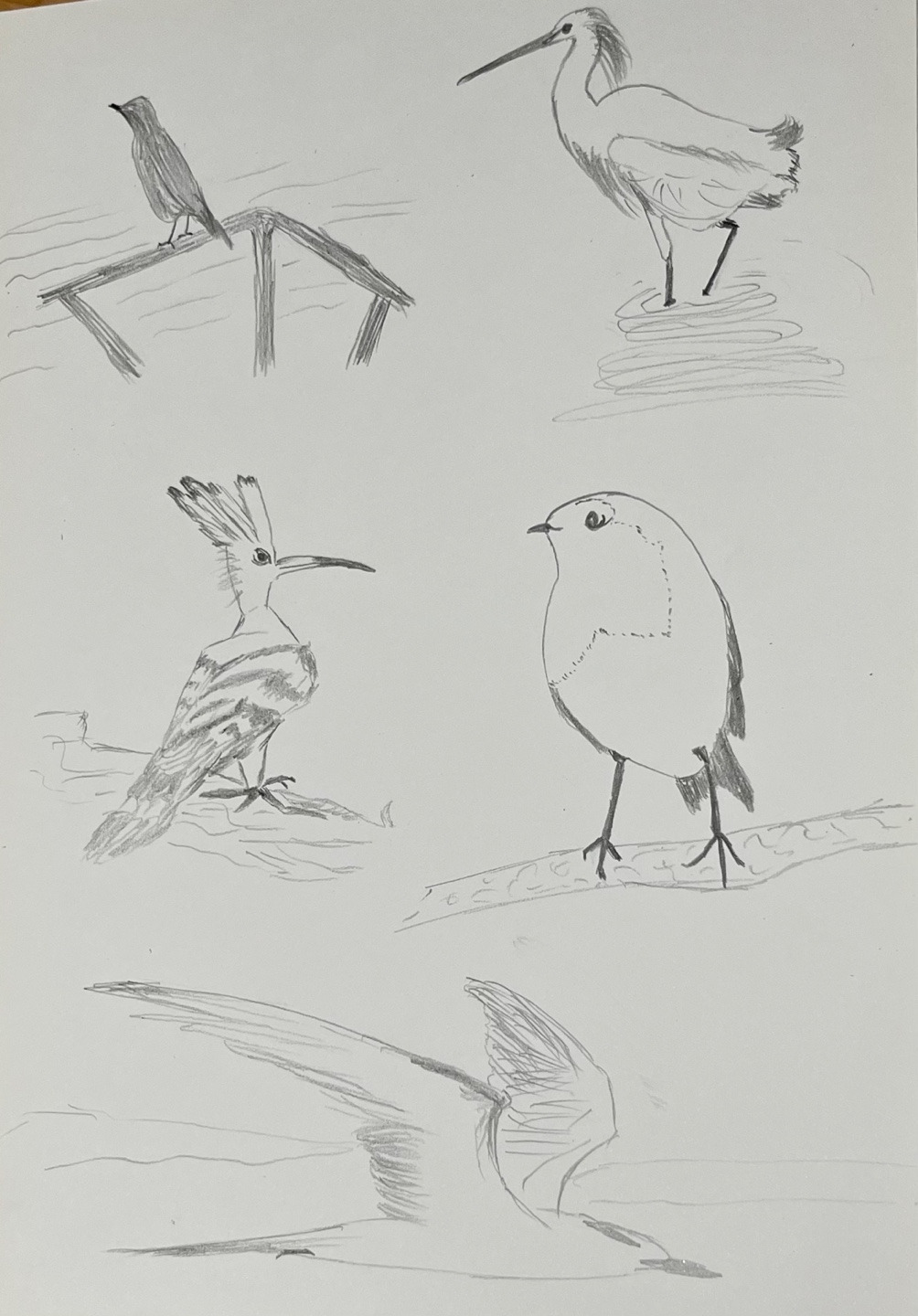 20250616  형태 과제_새 5종.jpg