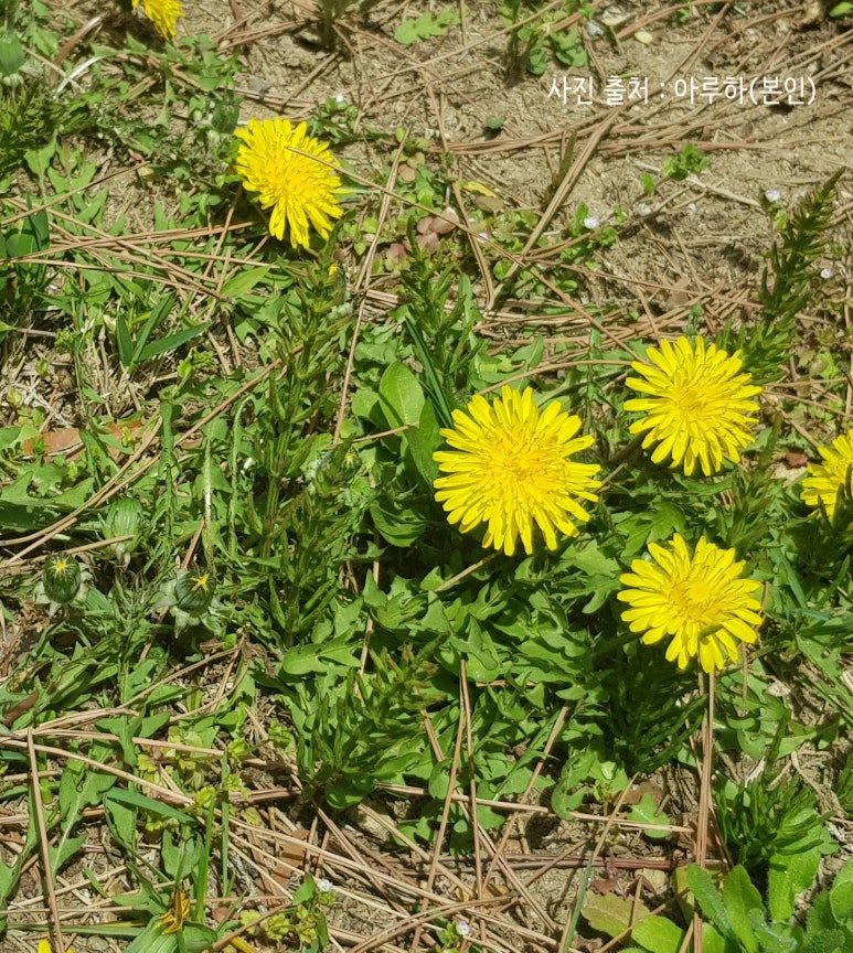 09화_글감_민들레_홀씨_본인.jpg