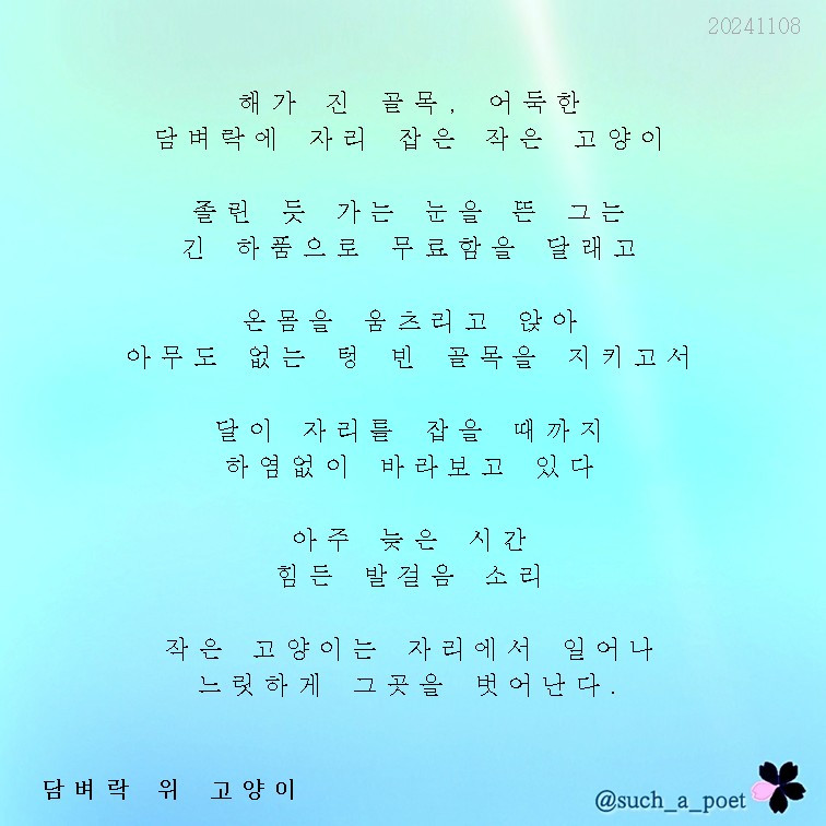 20241108 담벼락 위 고양이.jpg