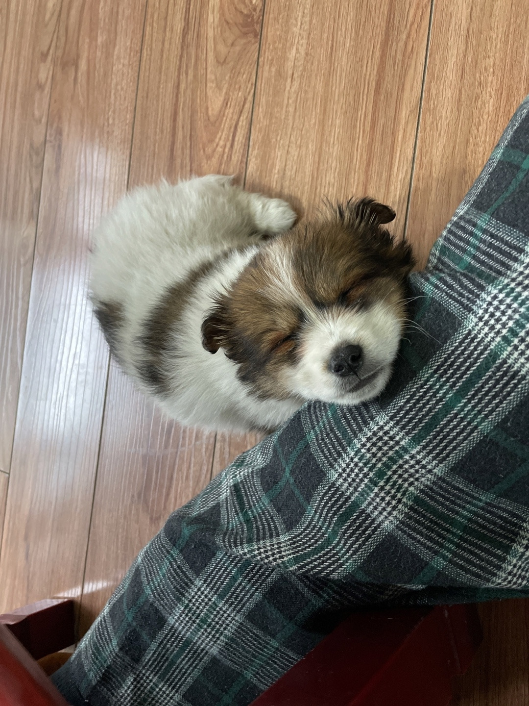 잠자는 삼월이.jpg