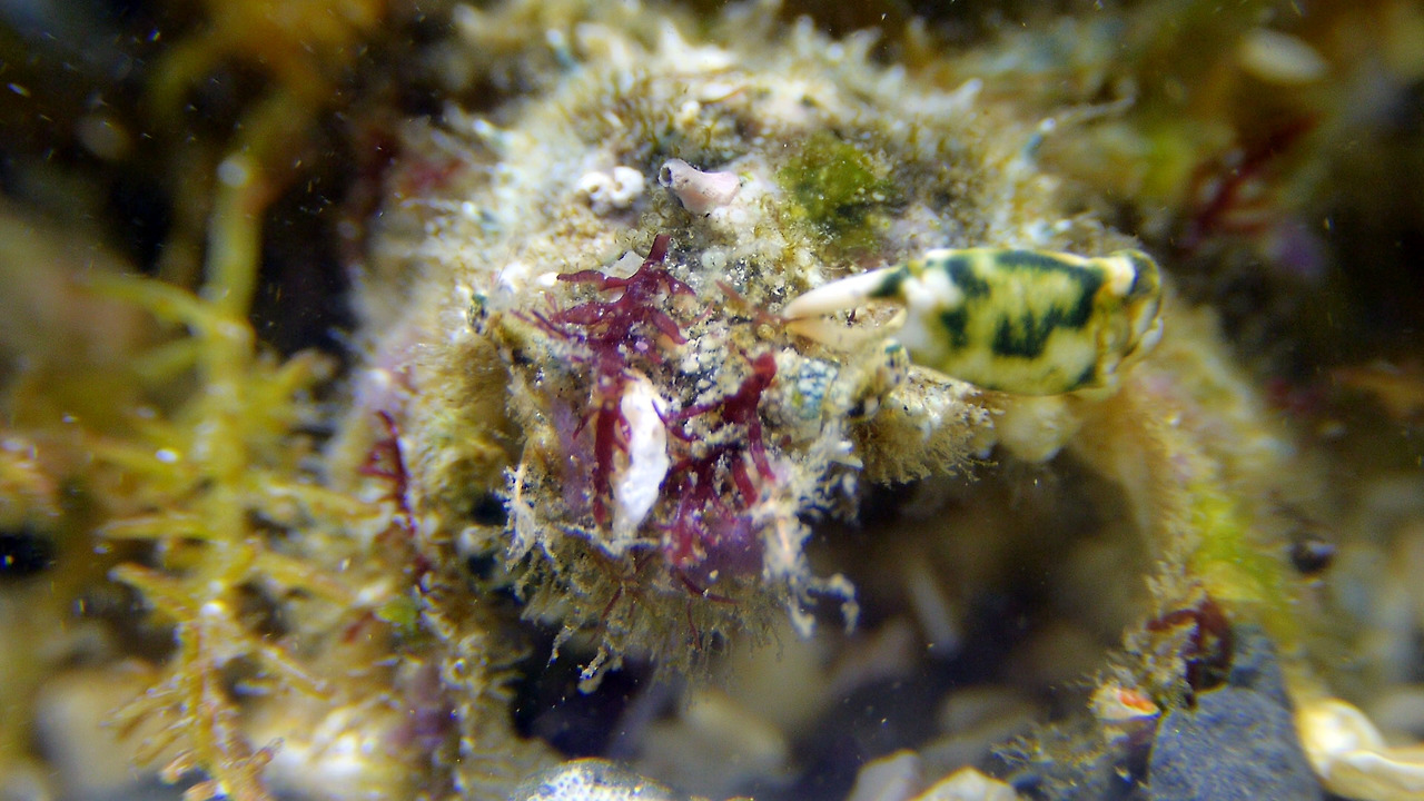 입술이마누덕게 위장.jpg