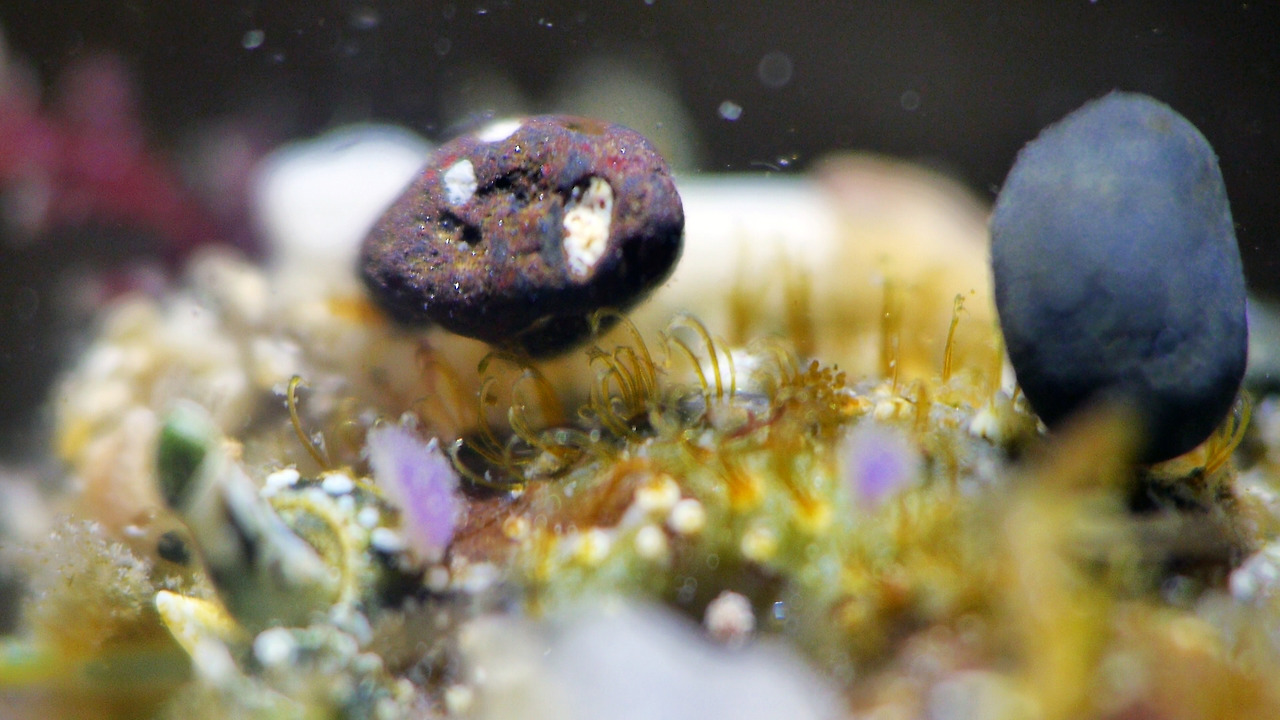 입술이마누덕게 등털.jpg