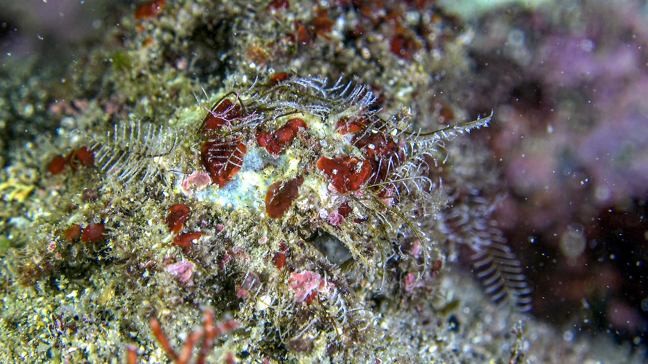 입술이마 히드라.jpg